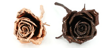 Copper Roses & Bronze Roses