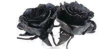 Iron Roses